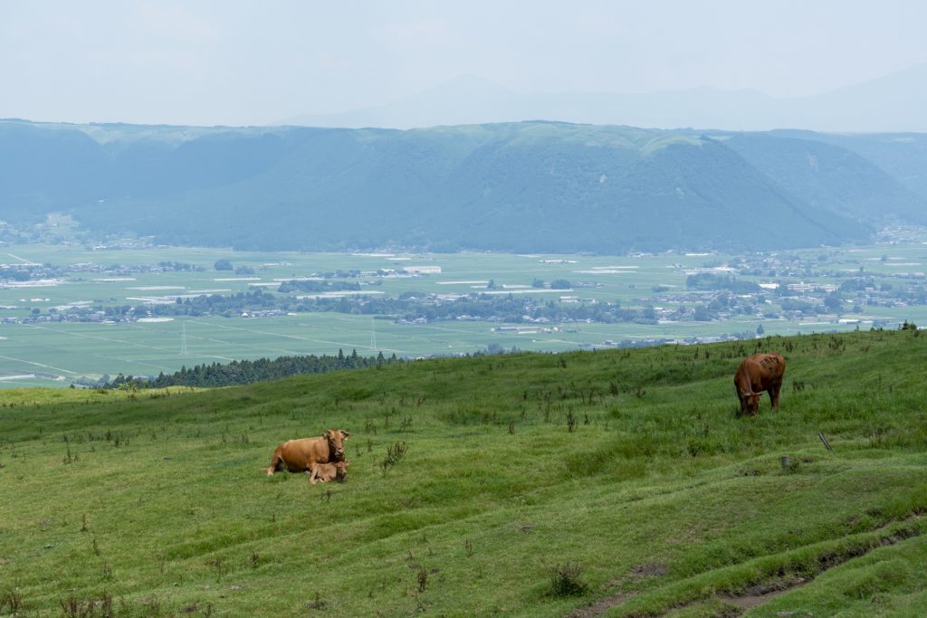 [熊本県]晴天の阿蘇・草千里の風景の様子