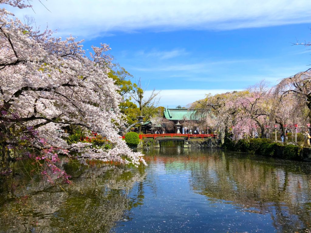 静岡の春・三嶋大社の桜の様子