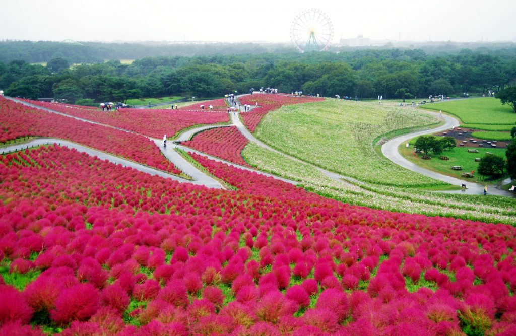 茨城県ひたちなか海浜公園の様子