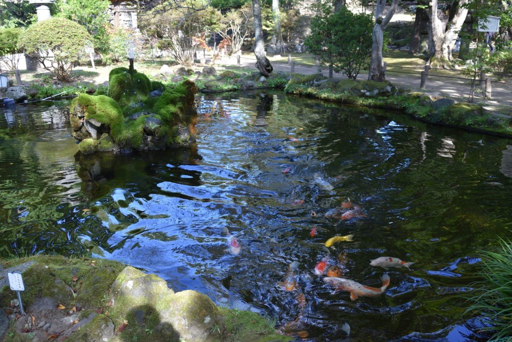 鯉の泳ぐ池