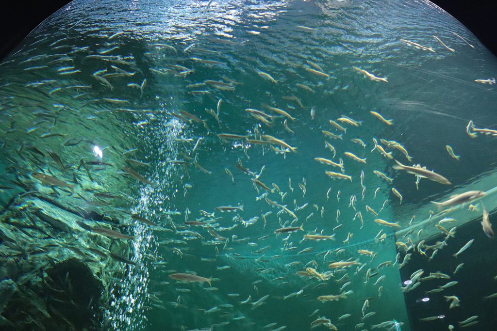 滋賀県立琵琶湖博物館の様子