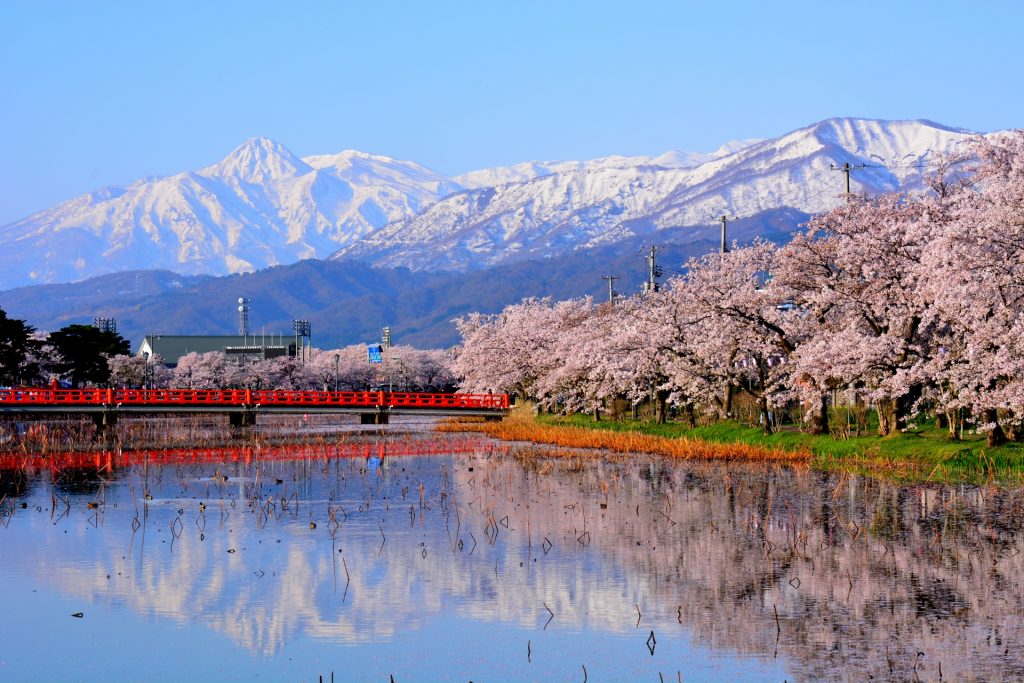 満開のさくら咲く高田公園のお堀と残雪の妙高山の様子