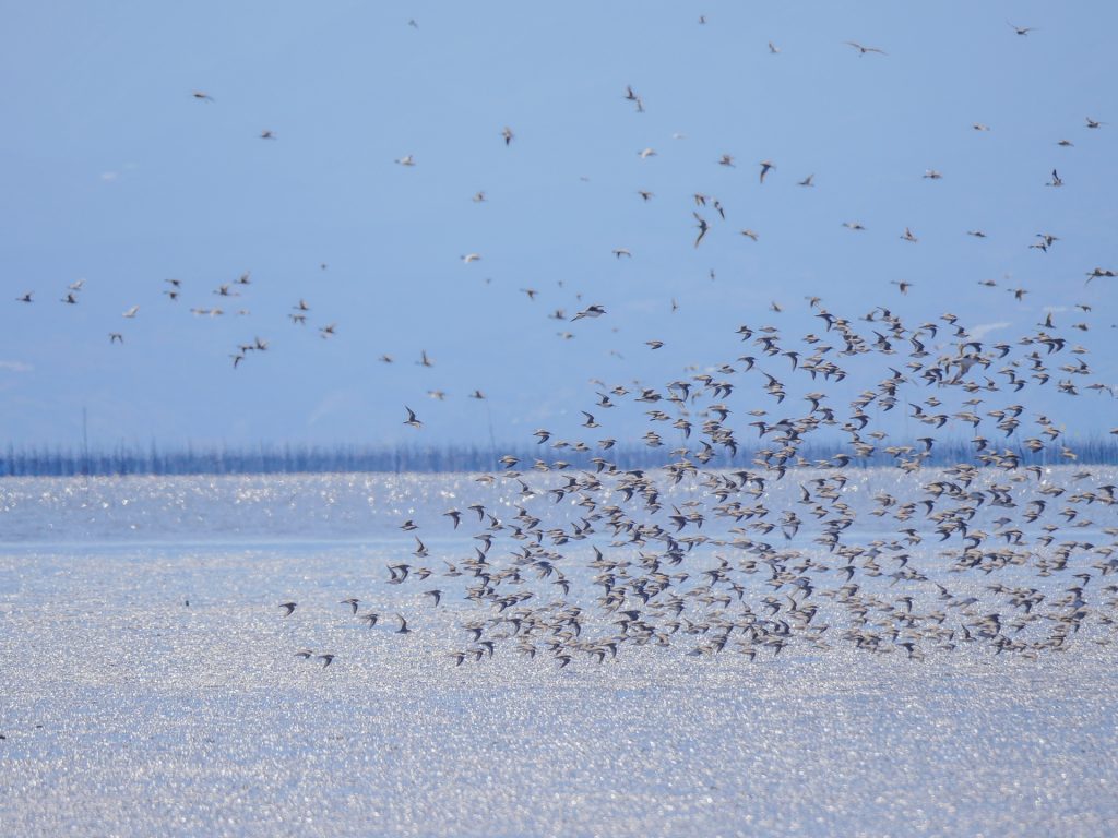 海と鳥の風景