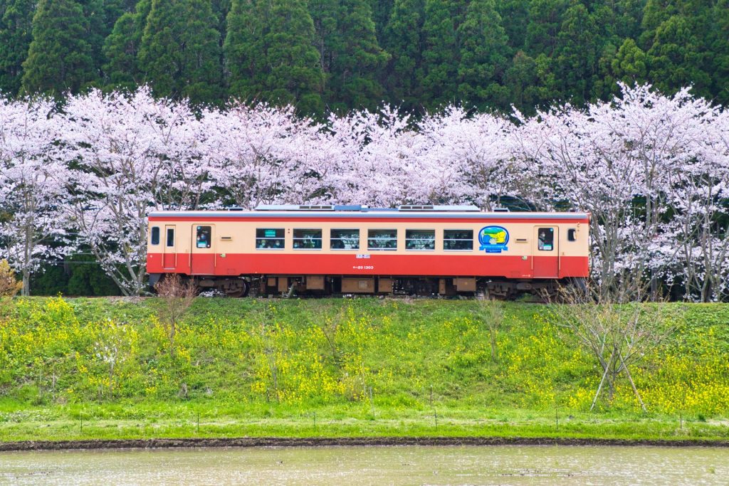 いすみ鉄道と桜の様子