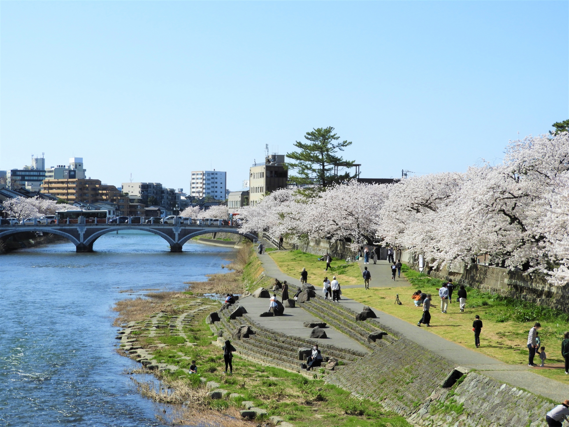 桜並木