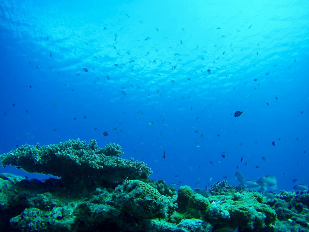 海の底の様子