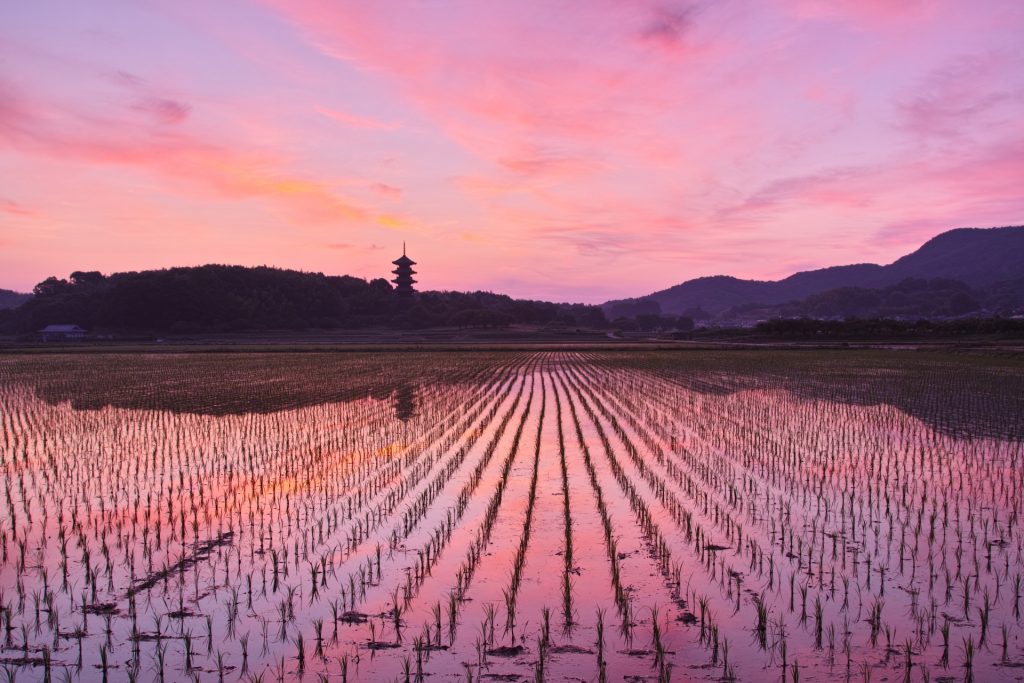 移住の検討