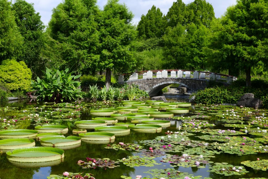 水生植物公園みずの森 滋賀県草津市の様子