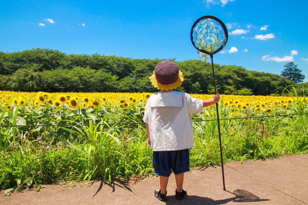 ひまわり畑と虫取り少年の様子