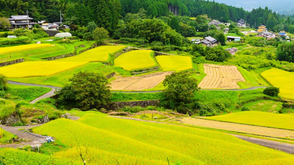 実りの秋を迎えた坂折の棚田　の様子