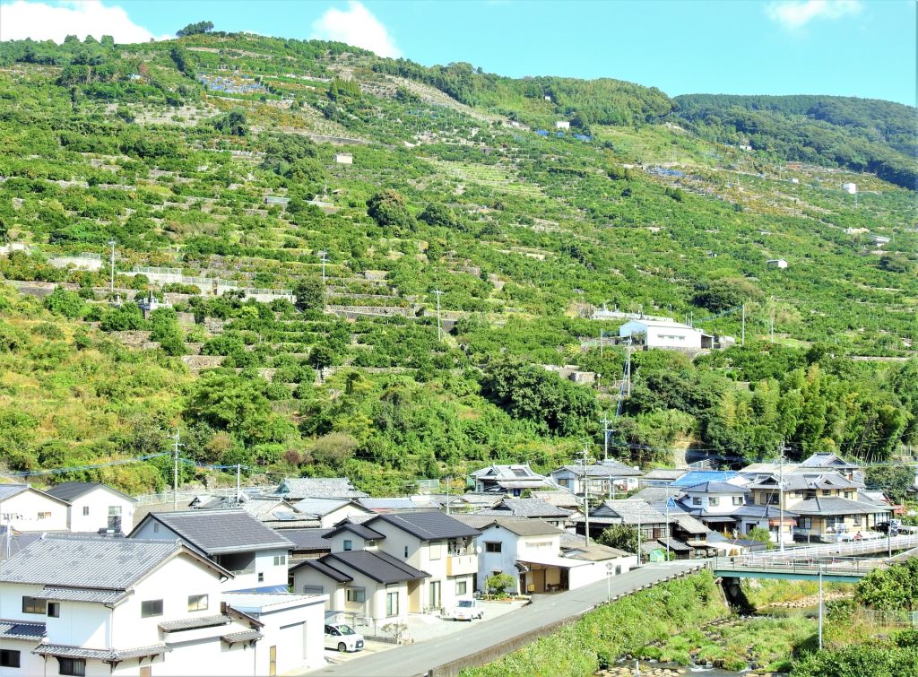 熊本県･みかん畑の様子