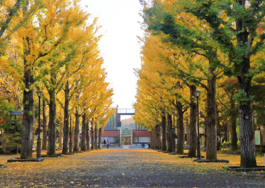 つくば市の公園の様子