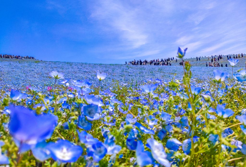 国営ひたち海浜公園の様子