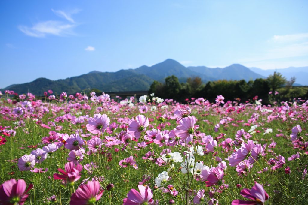 見奈良のコスモス畑の様子