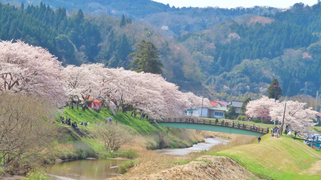 【島根県】斐伊川堤防桜並木の満開の桜の様子