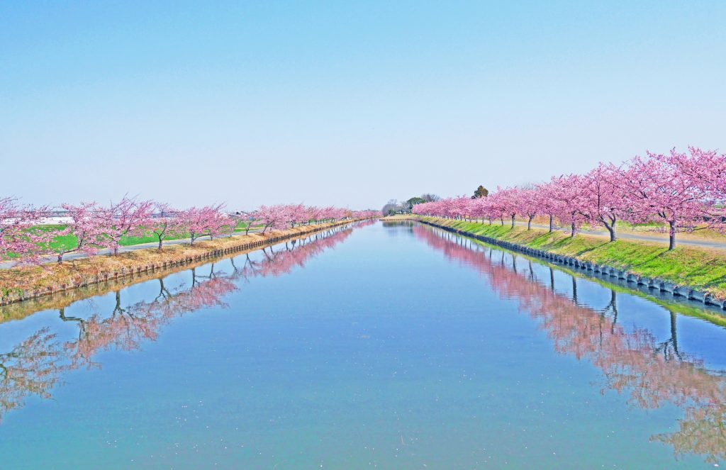 川面に映る満開の桜並木（春の絶景）の様子