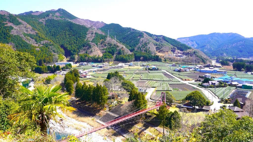 緑の茶畑と赤い吊り橋のある風景の様子