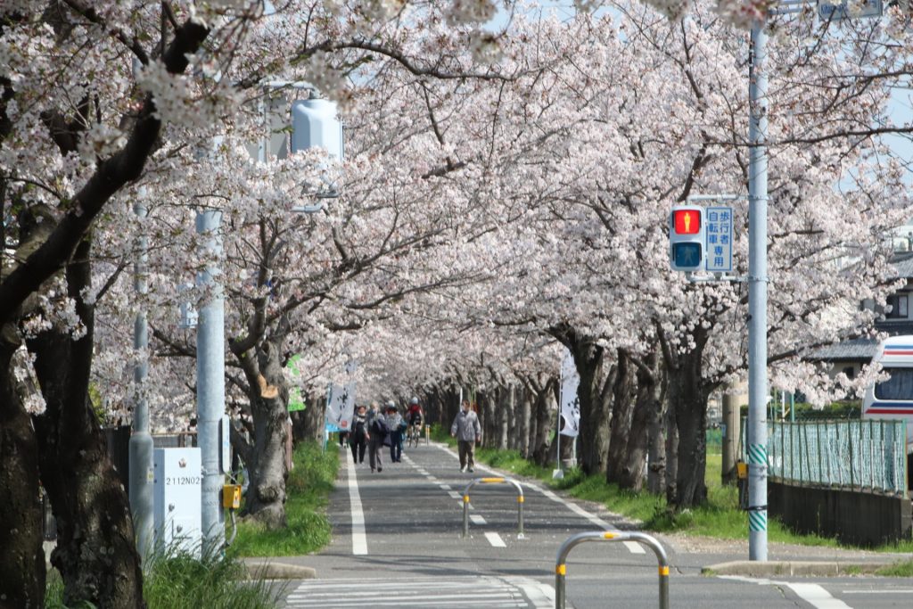桜並木