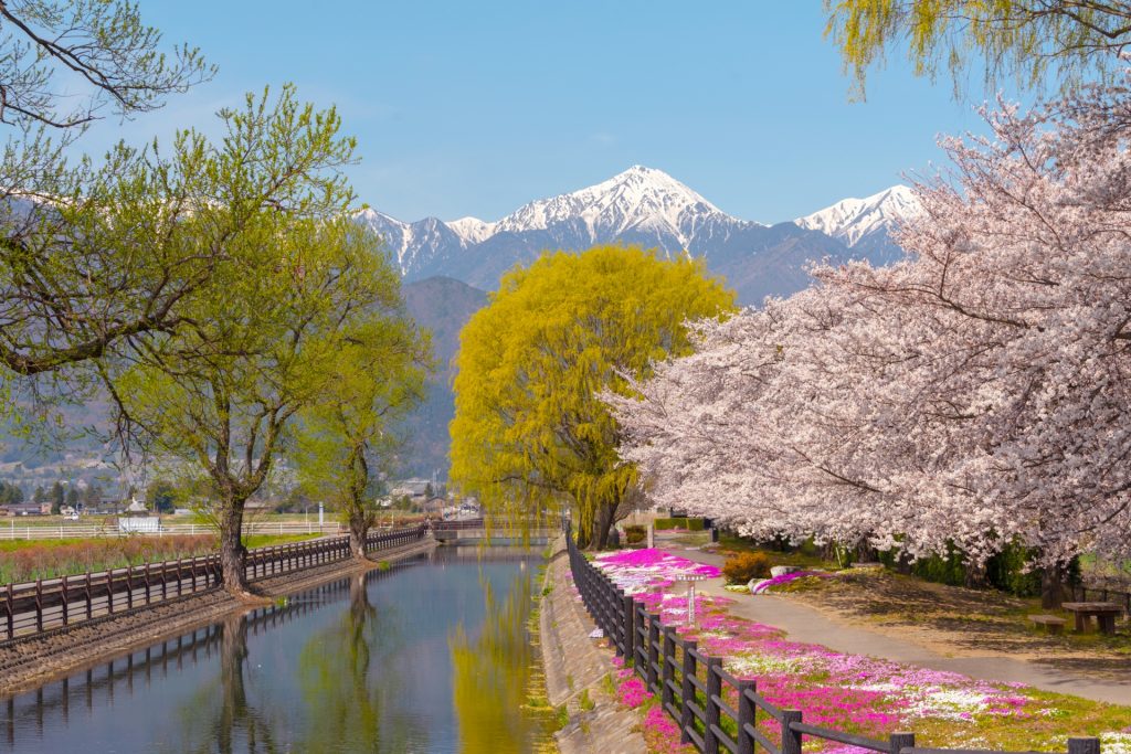 残雪の北アルプス山脈を望む桜スポットの様子