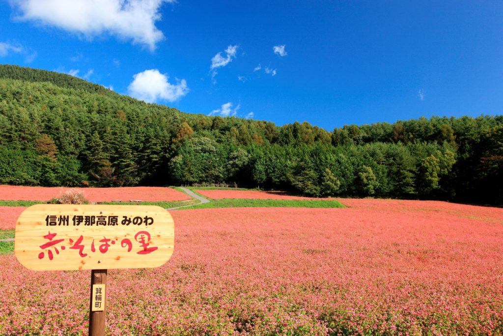 見事な赤いじゅうたんの赤蕎麦の様子