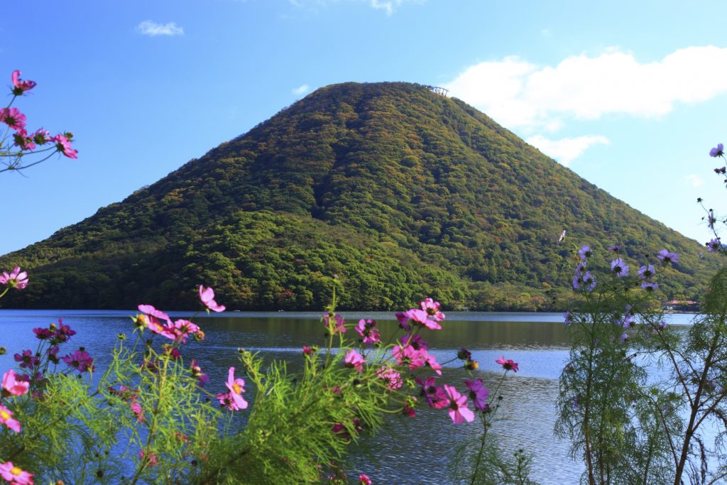 コスモスと榛名富士の様子