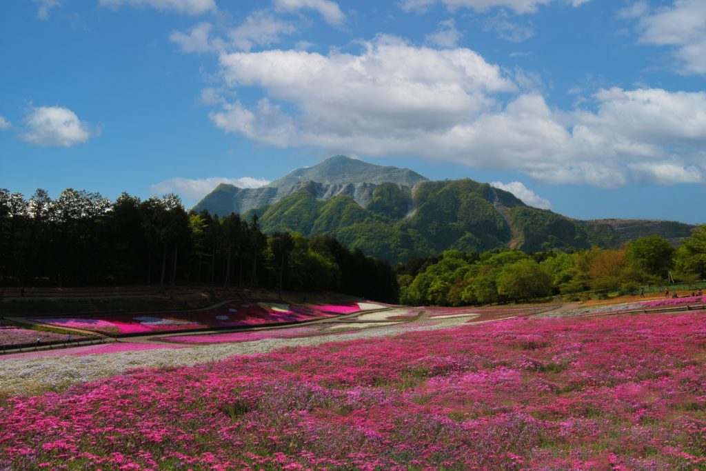 秩父市 羊山公園 芝桜の丘と武甲山の様子