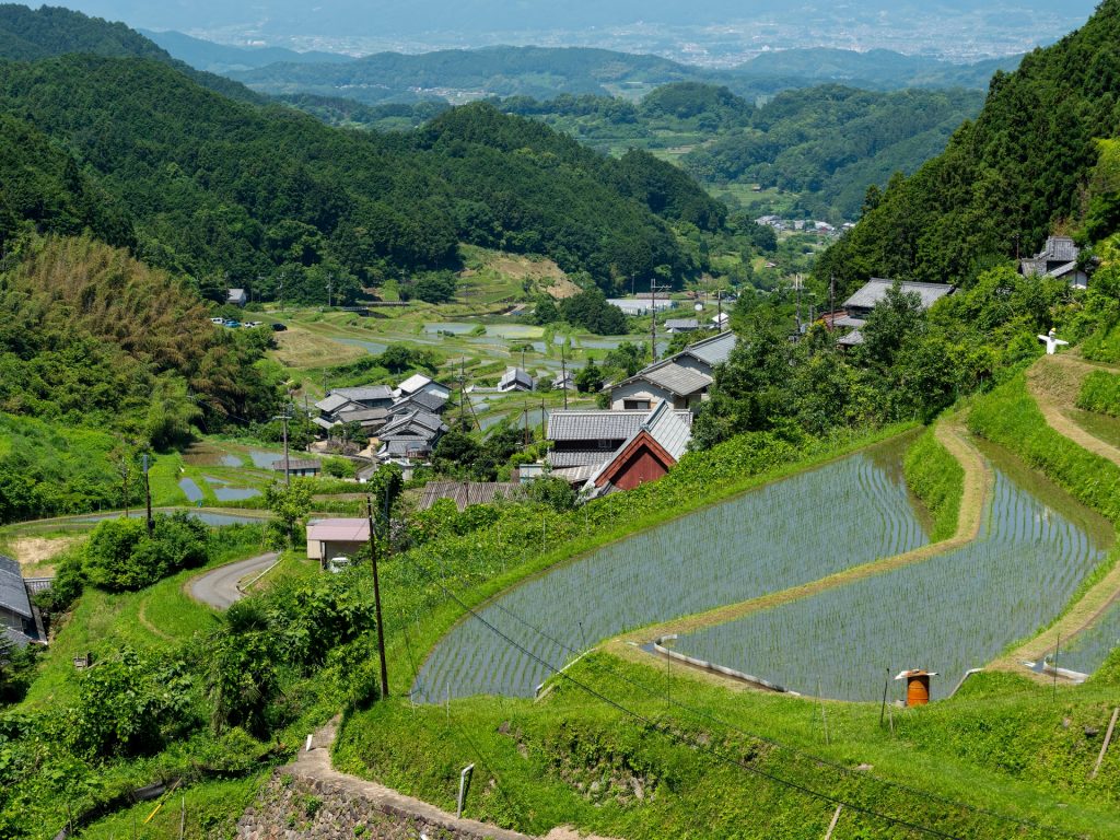 明日香村上地区の棚田の様子