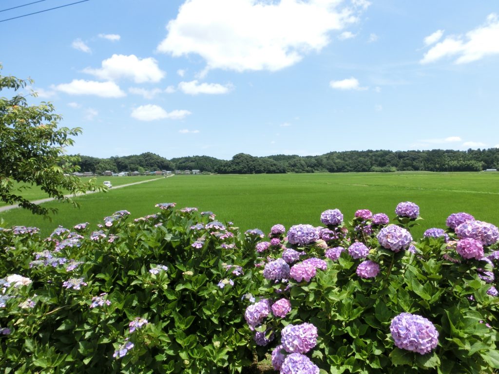 道の駅多古の風景-30の様子