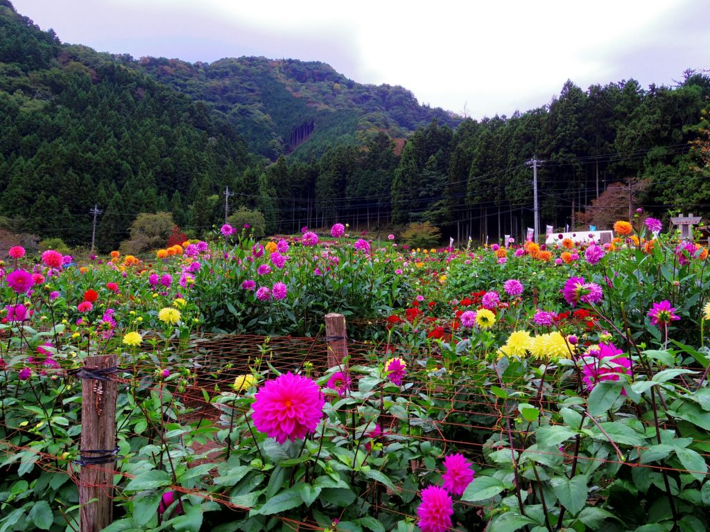 埼玉県小鹿野町 ダリア園の様子