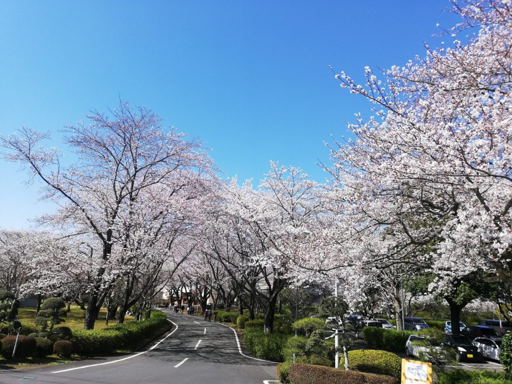 取手市さくら荘の桜の様子