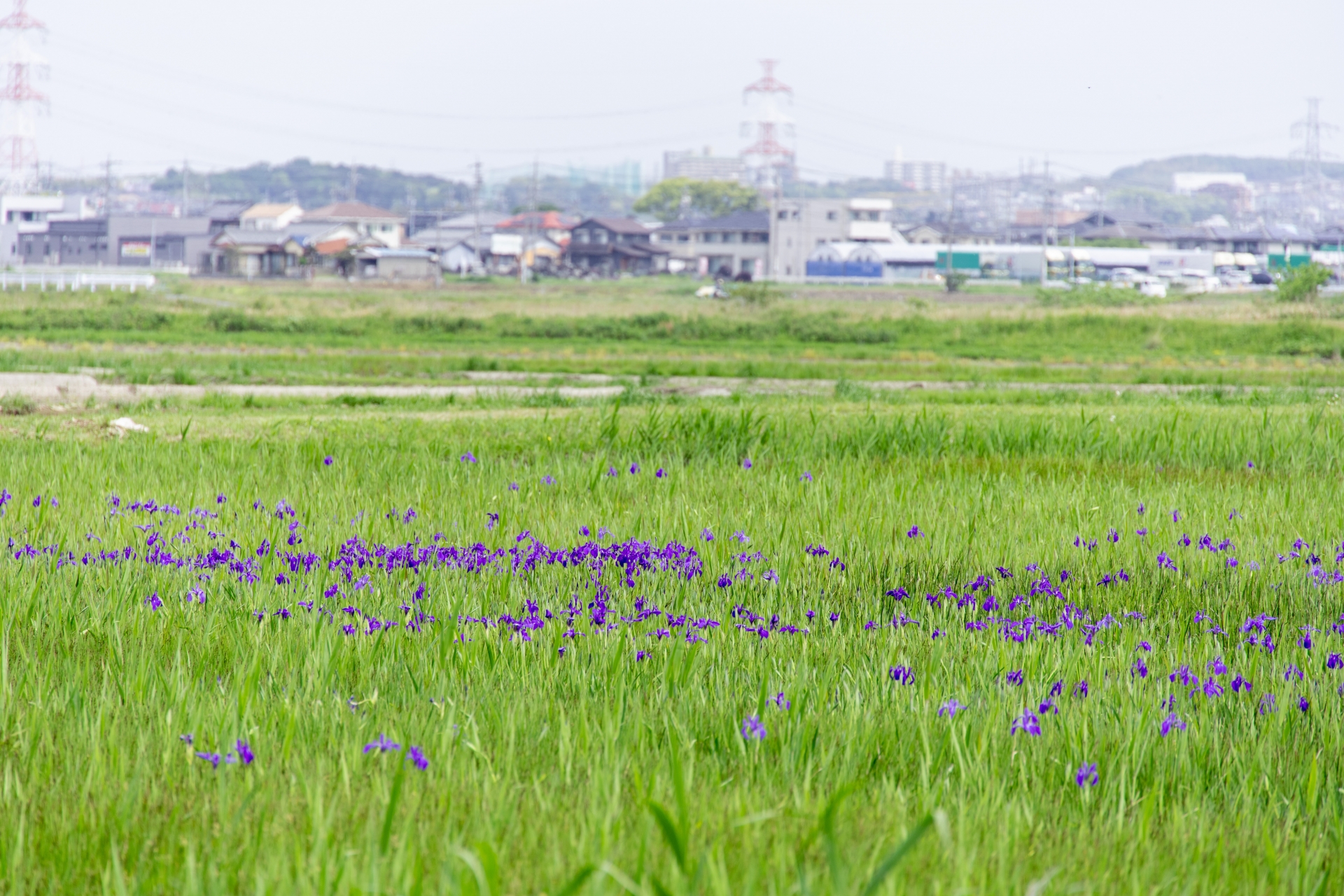 刈谷市の自然の様子