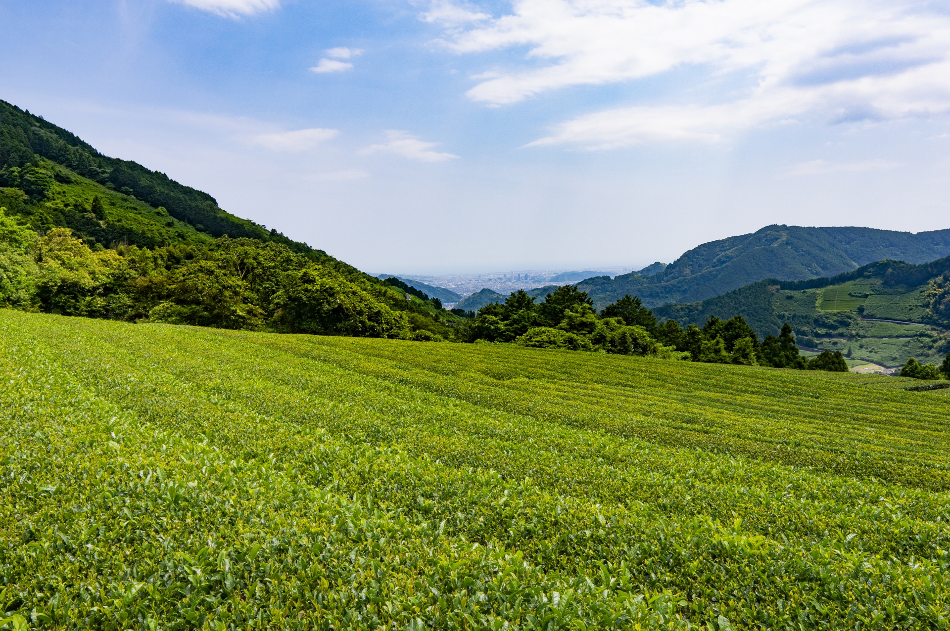 静岡の風景の様子