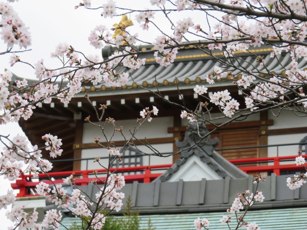 清州城の桜の様子