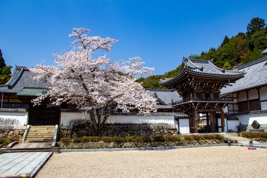 青空を背景に常栄寺門前の桜の様子