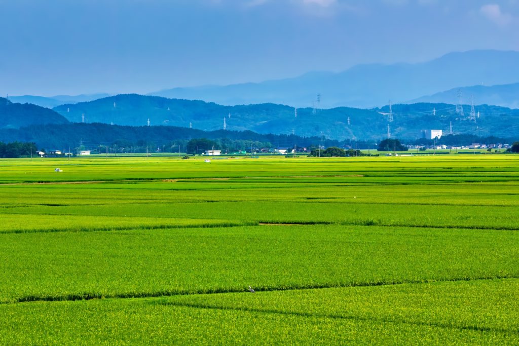 新潟の穀倉地帯の高田平野の様子 