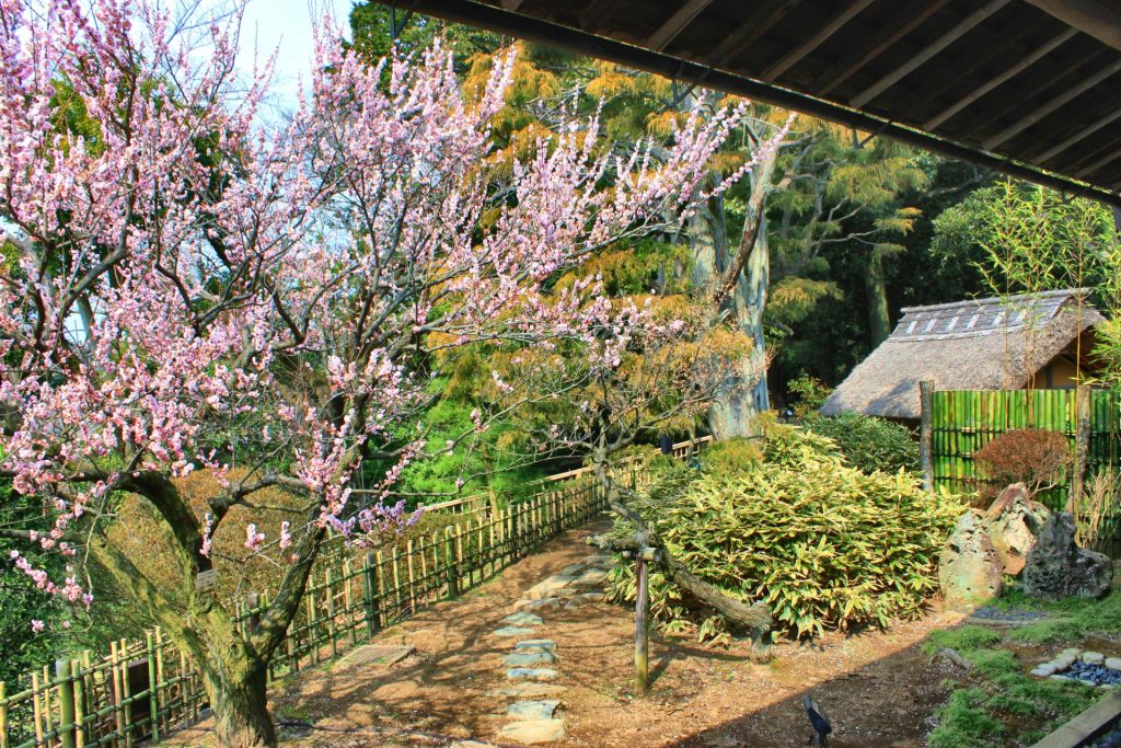 水戸市のお庭の梅の様子