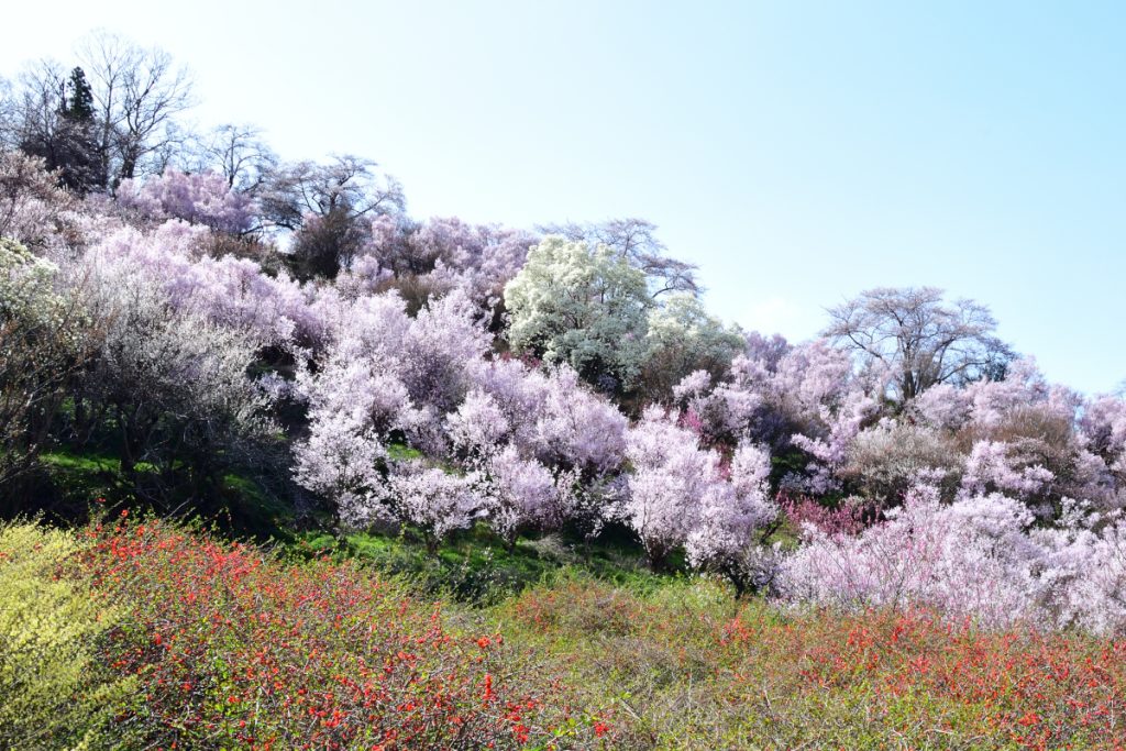 花見山公園の様子