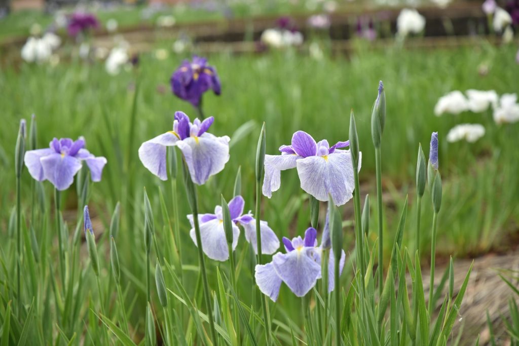 碧南市油が淵公園のはなしょうぶの様子