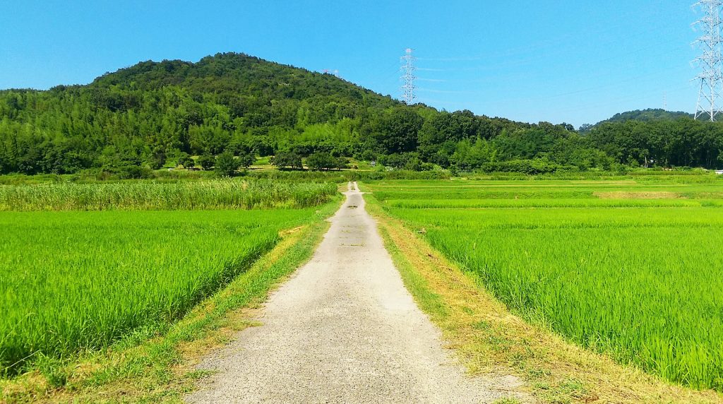 道と地平線の様子