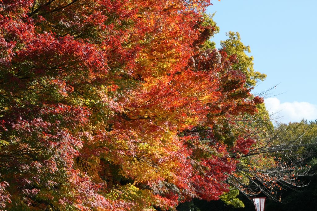 東海市の聚楽園の紅葉の様子